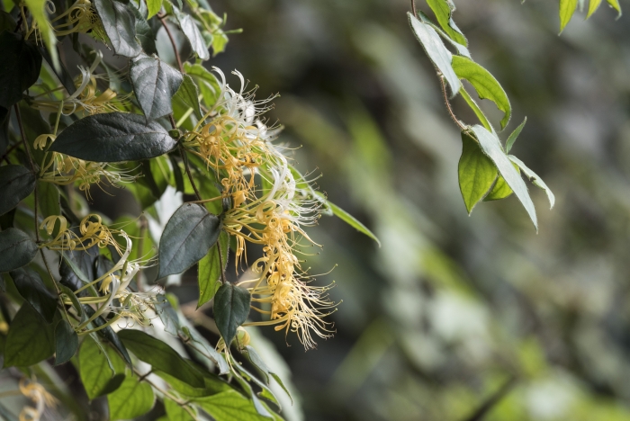 Lonicera macrantha image