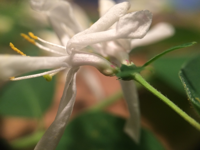 Lonicera morrowii image