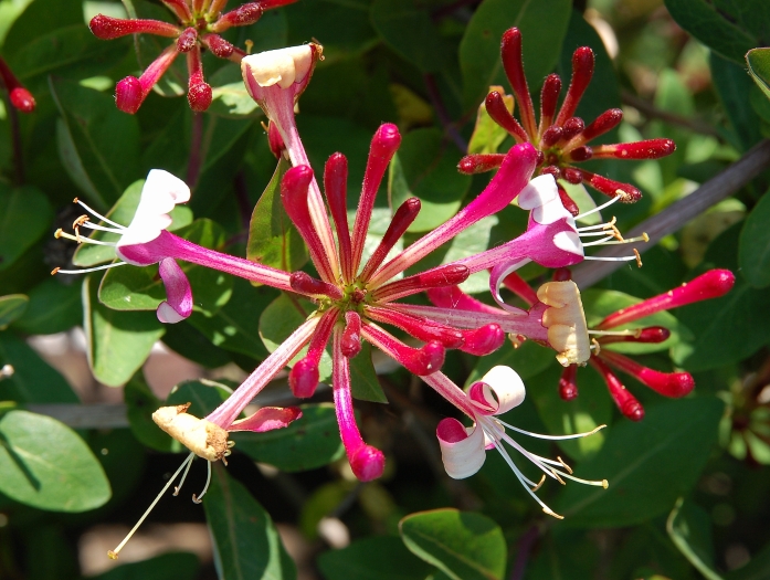 Lonicera periclymenum image