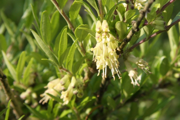 Lonicera pileata image