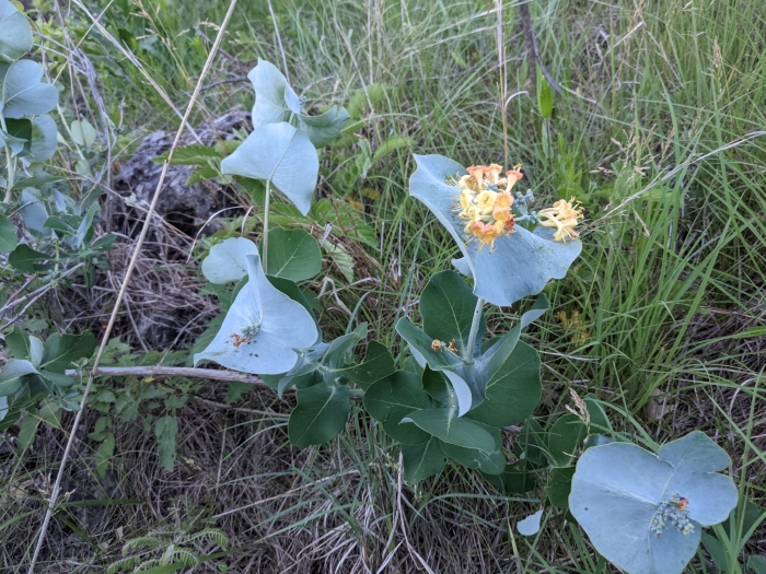 Lonicera reticulata image