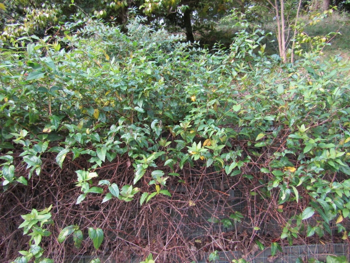 Lonicera similis image