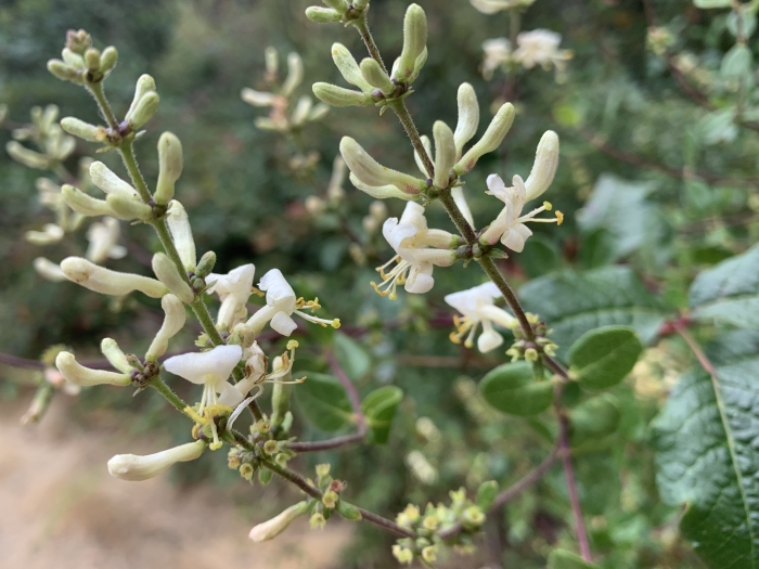 Lonicera subspicata image