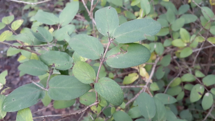 Lonicera ×xylosteoides image