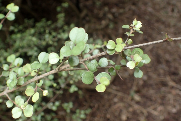 Lophomyrtus obcordata image