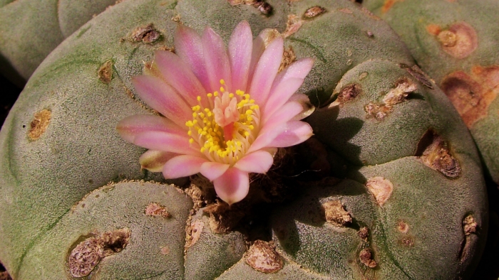 Lophophora williamsii image