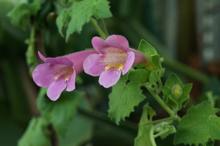 Lophospermum erubescens image