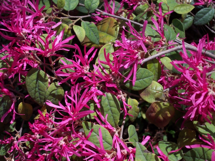 Loropetalum chinense image