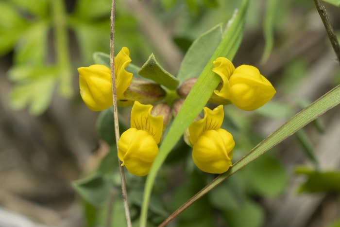 Lotus cytisoides image