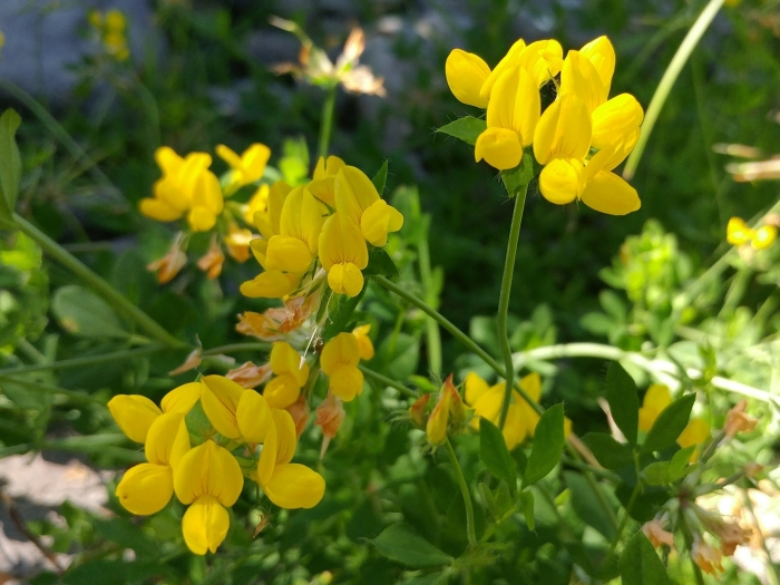 Lotus pedunculatus image