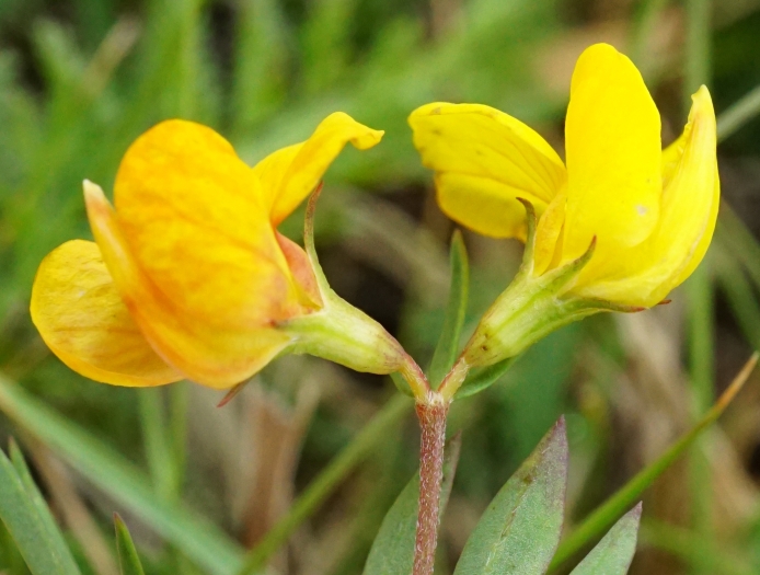Lotus tenuis image