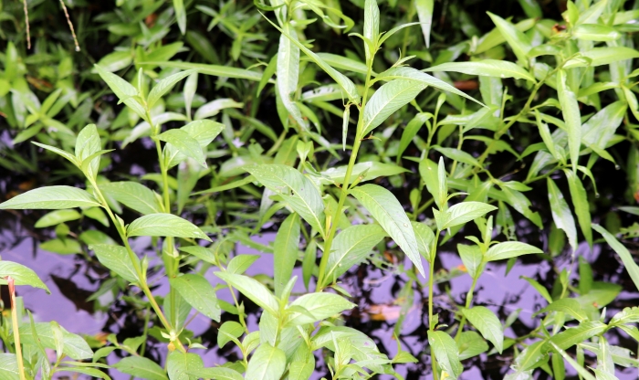 Ludwigia decurrens image