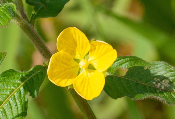 Ludwigia octovalvis image