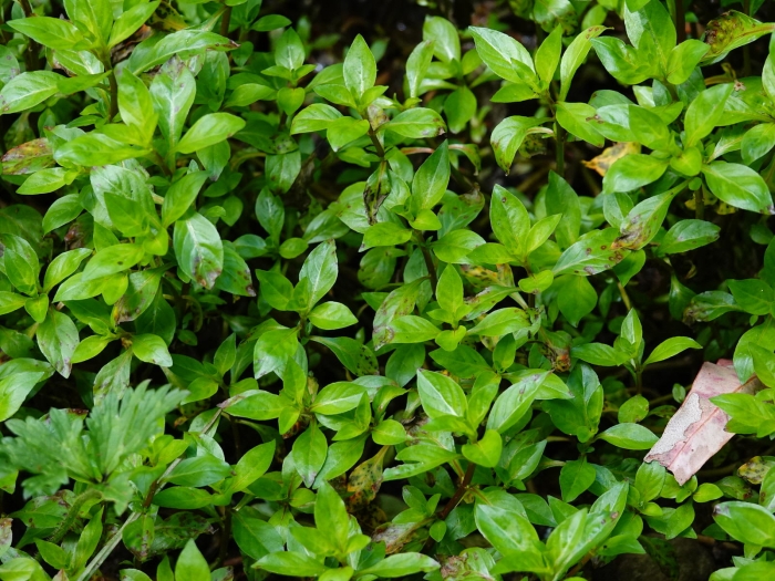 Ludwigia palustris image