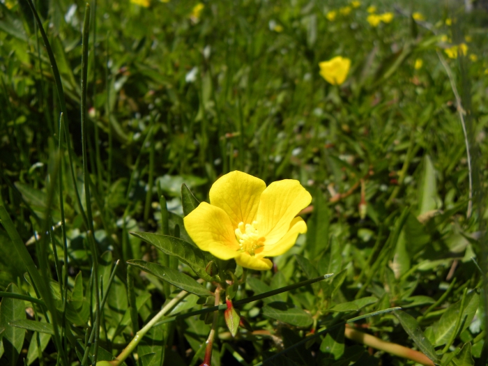 Ludwigia peploides image