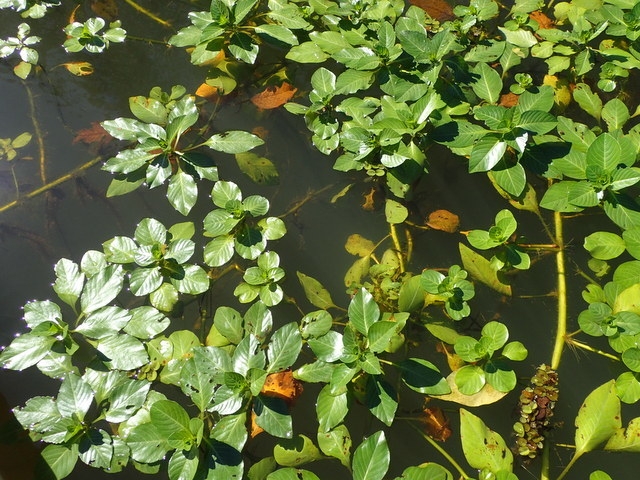 Ludwigia repens image