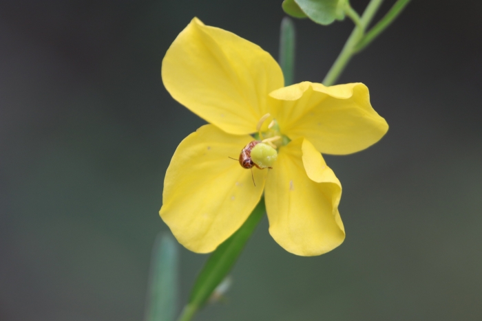 Ludwigia virgata image