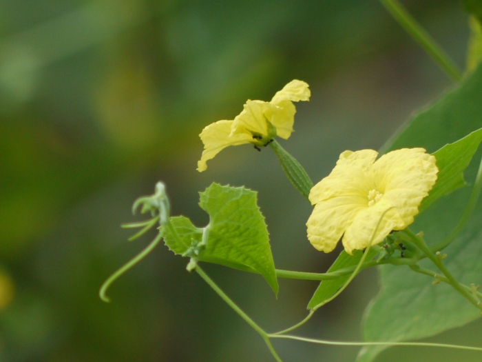 Luffa acutangula image