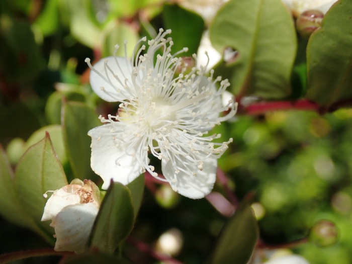 Luma apiculata image