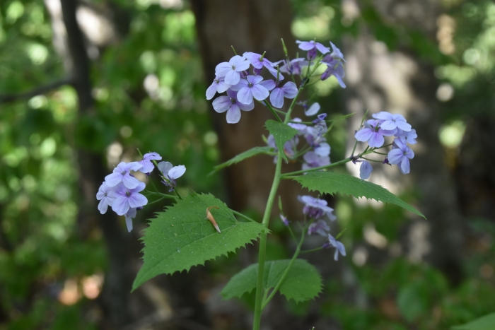 Lunaria rediviva image