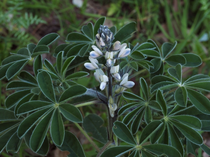 Lupinus albus image