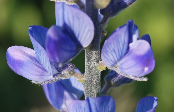 Lupinus angustifolius image