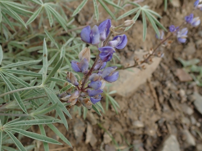 Lupinus argenteus image