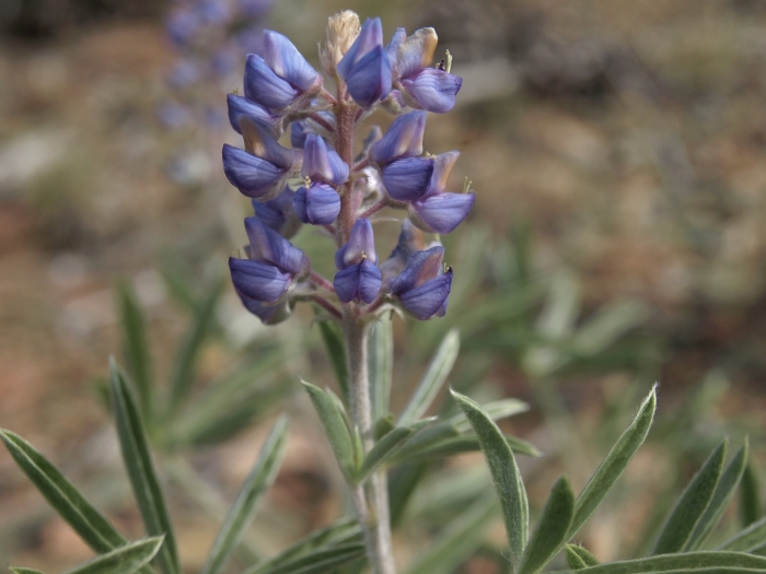 Lupinus palmeri image