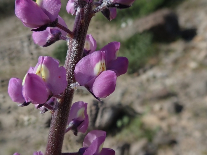 Lupinus arizonicus image