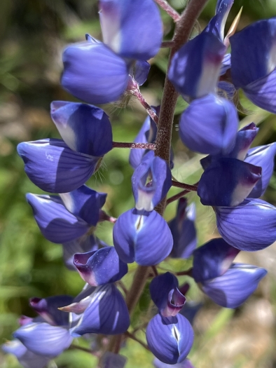 Lupinus benthamii image