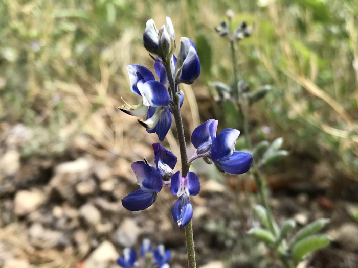 Lupinus bicolor image