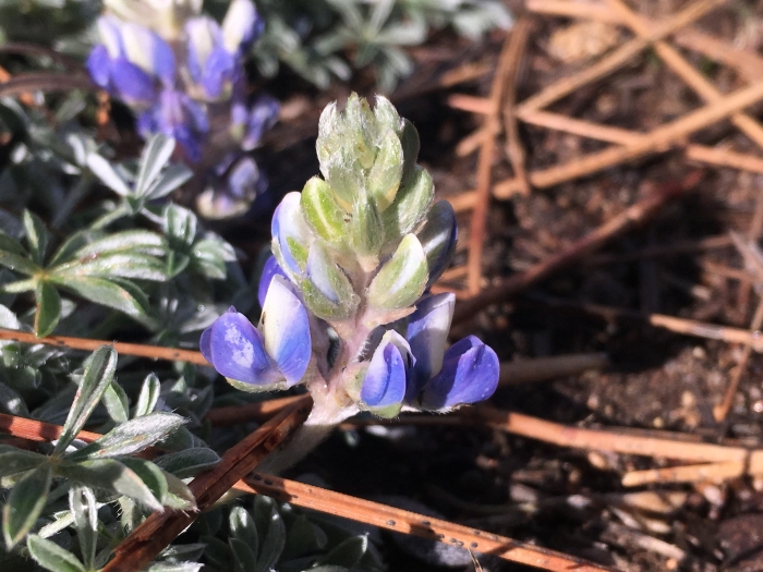 Lupinus breweri image