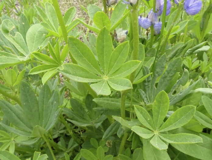 Lupinus burkei image