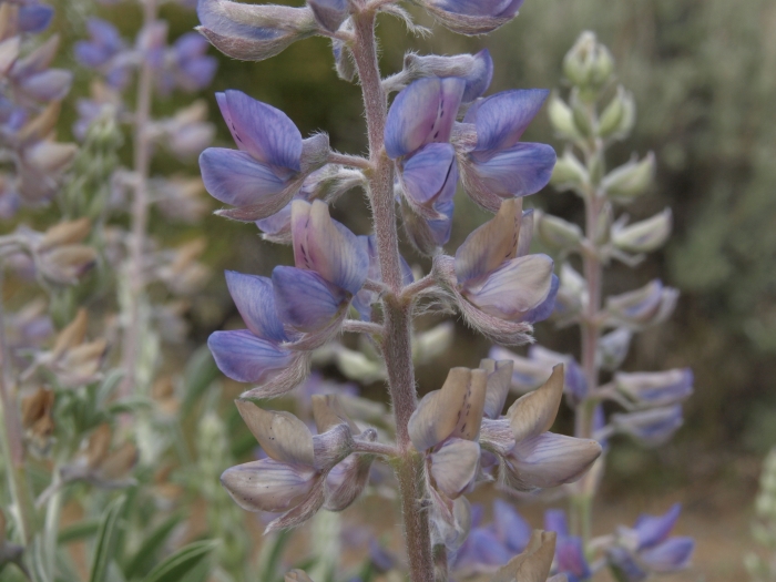 Lupinus caudatus image