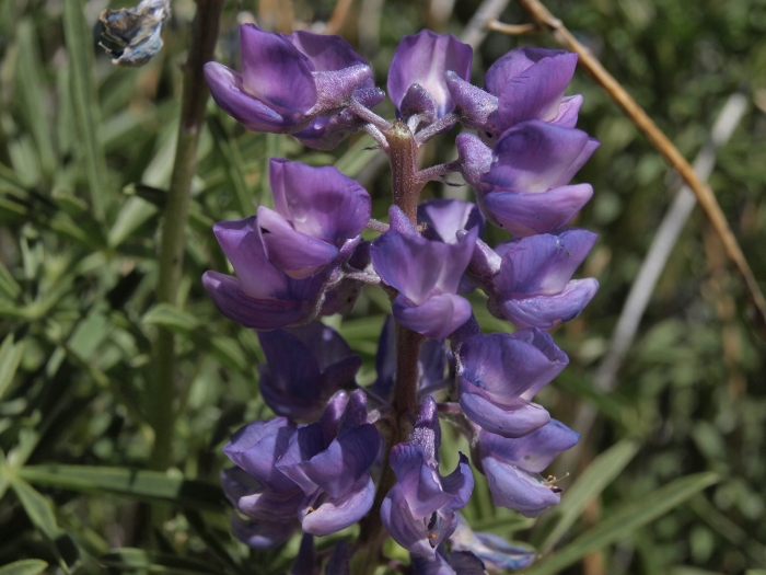 Lupinus caudatus subsp. caudatus image