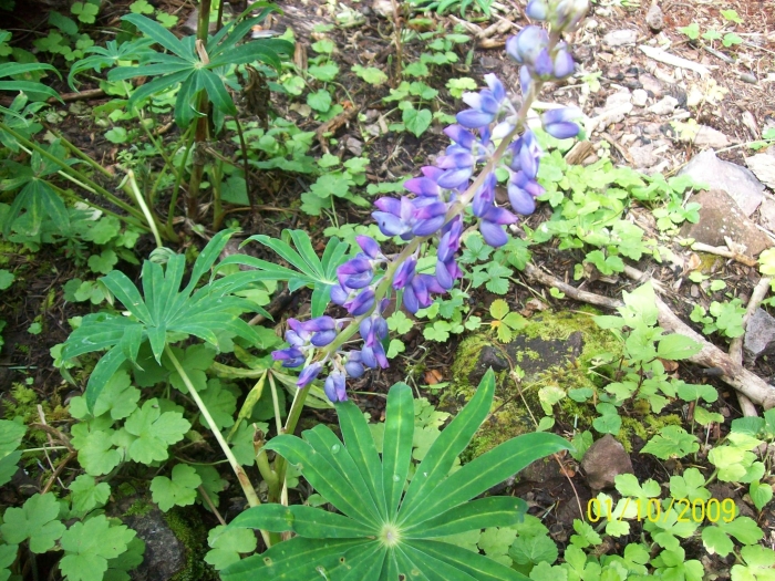 Lupinus elegans image