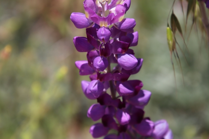 Lupinus excubitus image