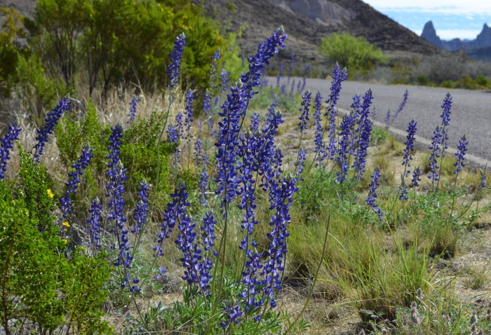 Lupinus havardii image