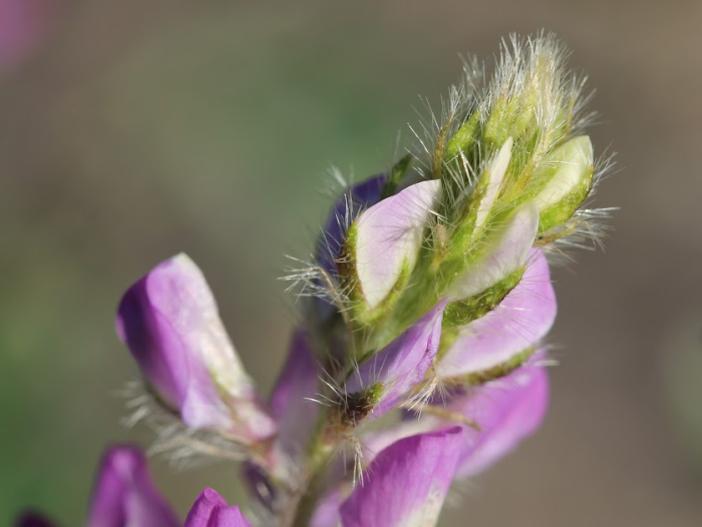 Lupinus hirsutissimus image