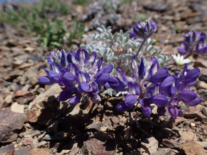 Lupinus lepidus image
