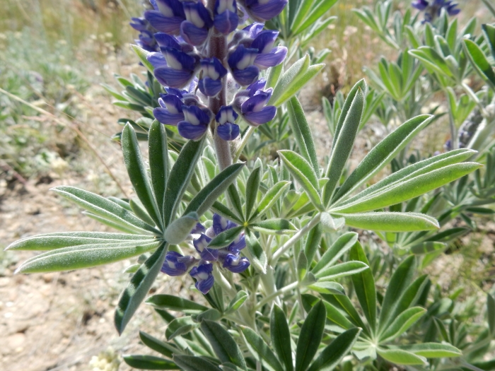 Lupinus leucophyllus image