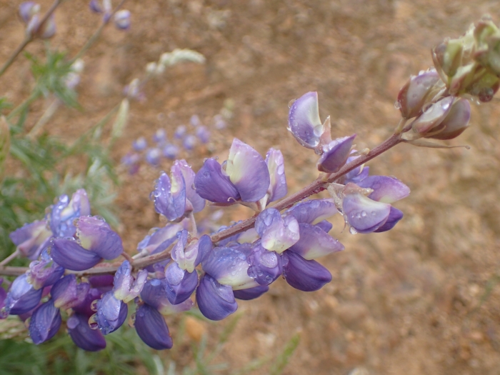 Lupinus longifolius image