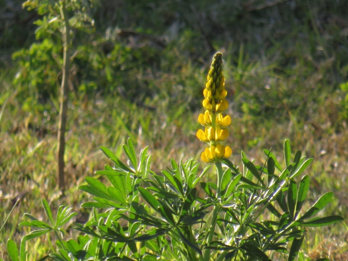 Lupinus luteus image