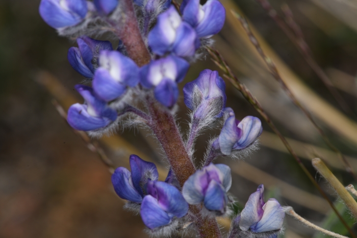 Lupinus nevadensis image