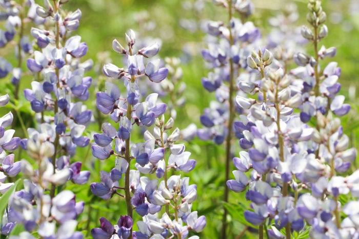 Lupinus perennis image