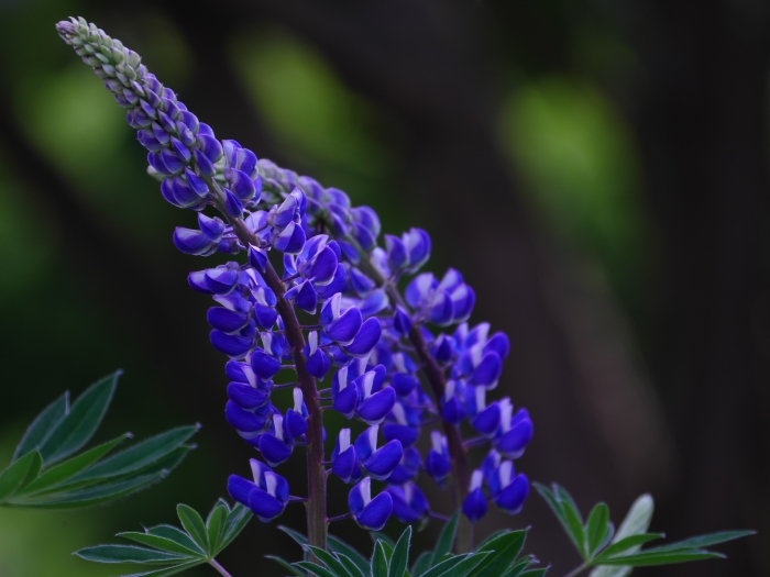 Lupinus polyphyllus image