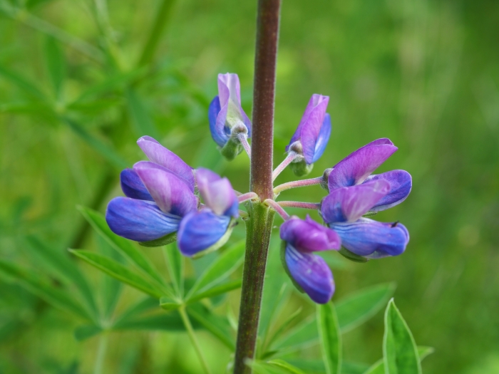 Lupinus rivularis image