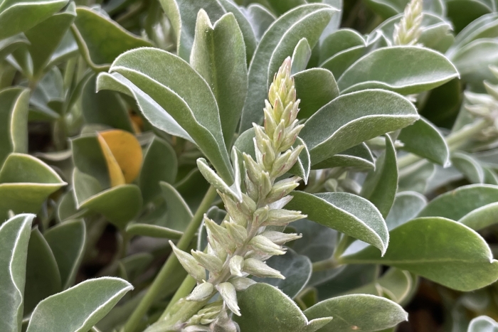 Lupinus sericatus image