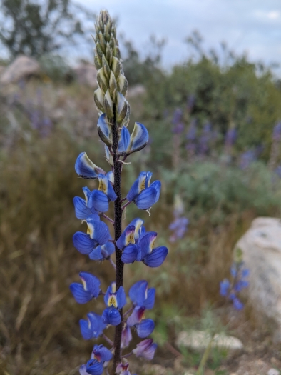 Lupinus sparsiflorus image
