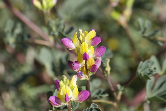 Lupinus stiversii image